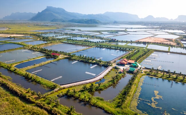 Aerial view of shrimp farm