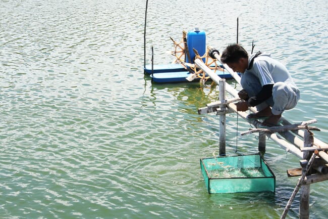 aquaculture technician counting shrimp biomass