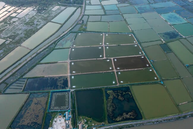 Aerial view of shrimp ponds