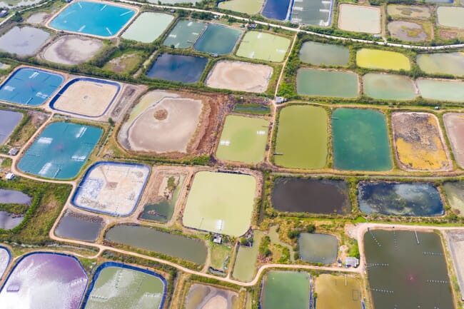 aerial view of shrimp ponds