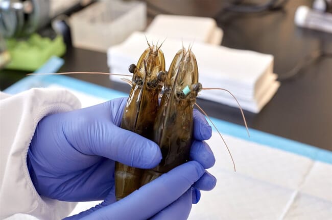 Researcher with blue-gloved hand holding two shrimp