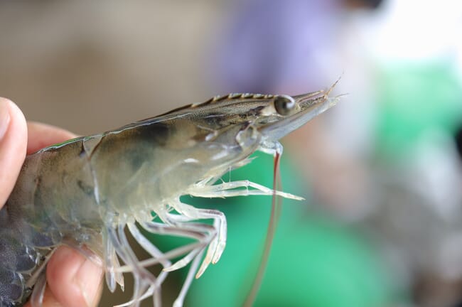 Close-up of shrimp head