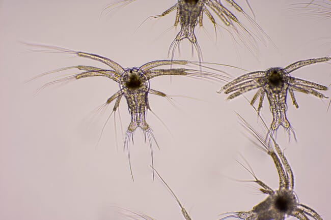 larval shrimp, under the microscope