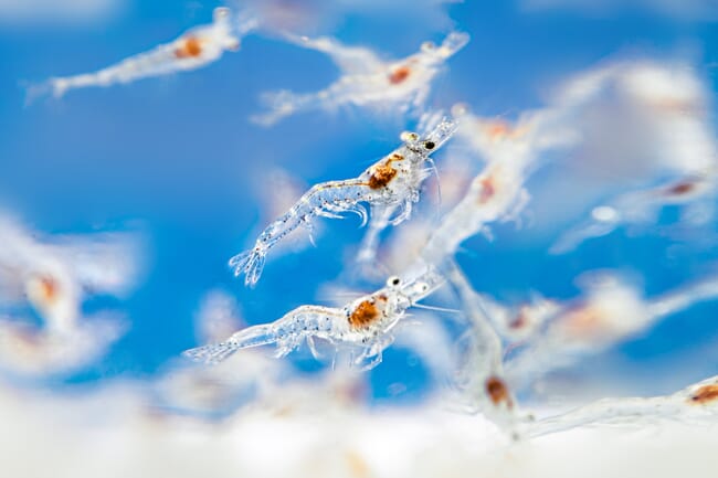 lots of juvenile shrimp in a transparent tank