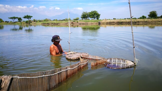 extensive farming system