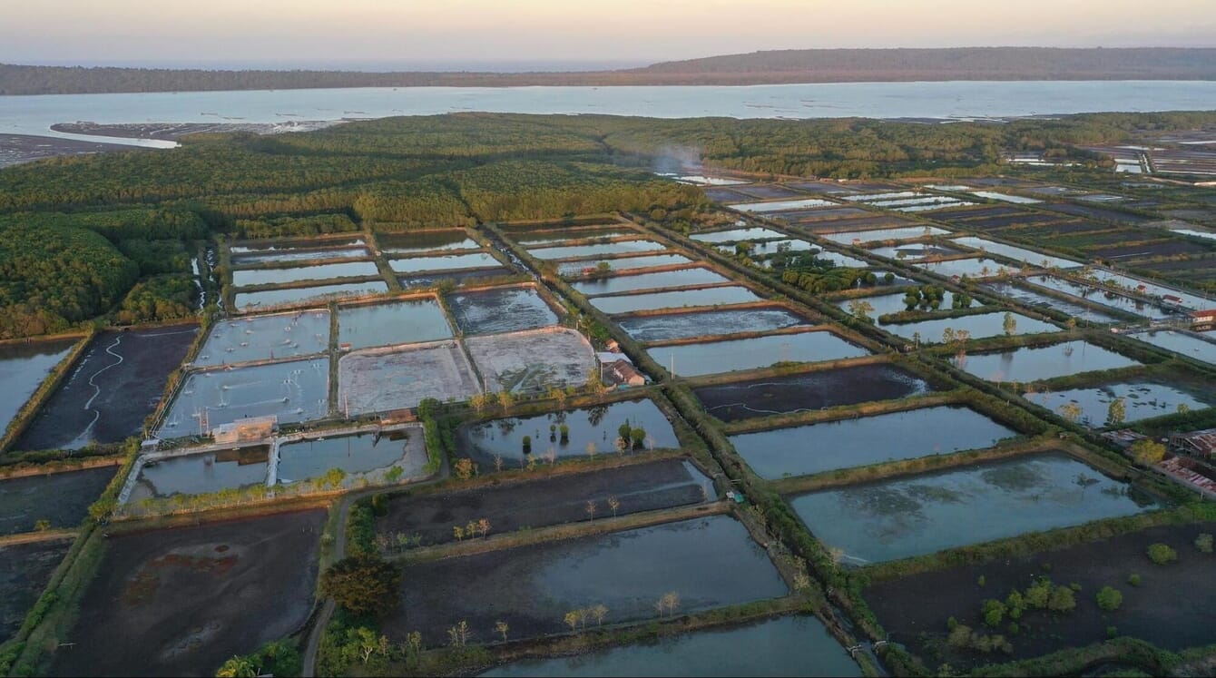Aerial view of shrimp ponds