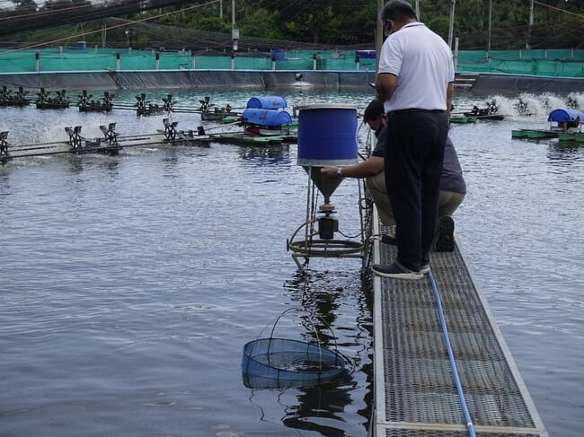 shrimp farm