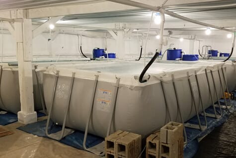 Why small-scale, tank-based shrimp production is on the rise | The Fish ...