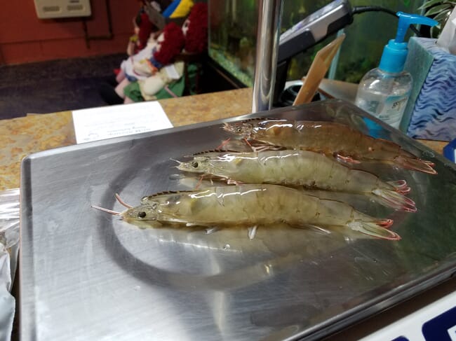 three shrimp on a scale