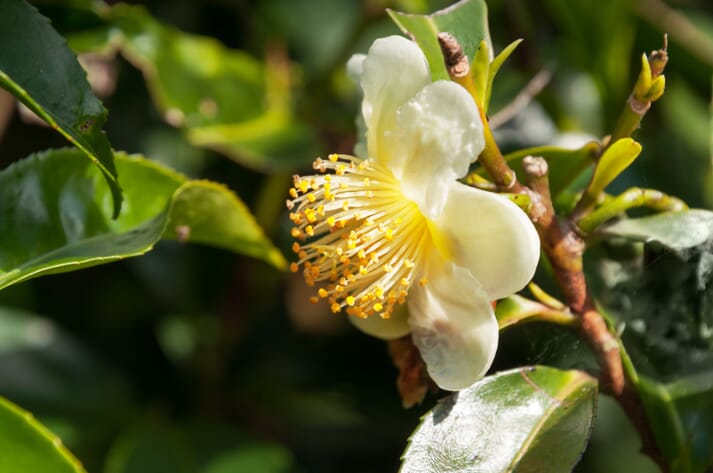 Camellia sinensis tea flower