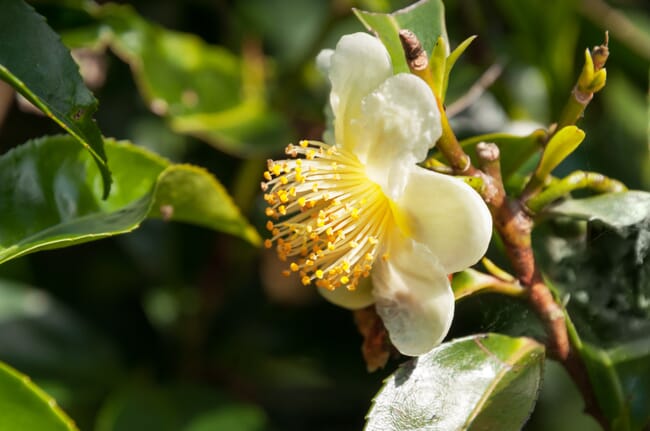 Camellia sinensis tea flower