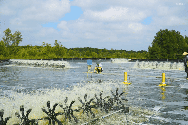 a person examining a shrimp pond, with paddlewheels in the foreground