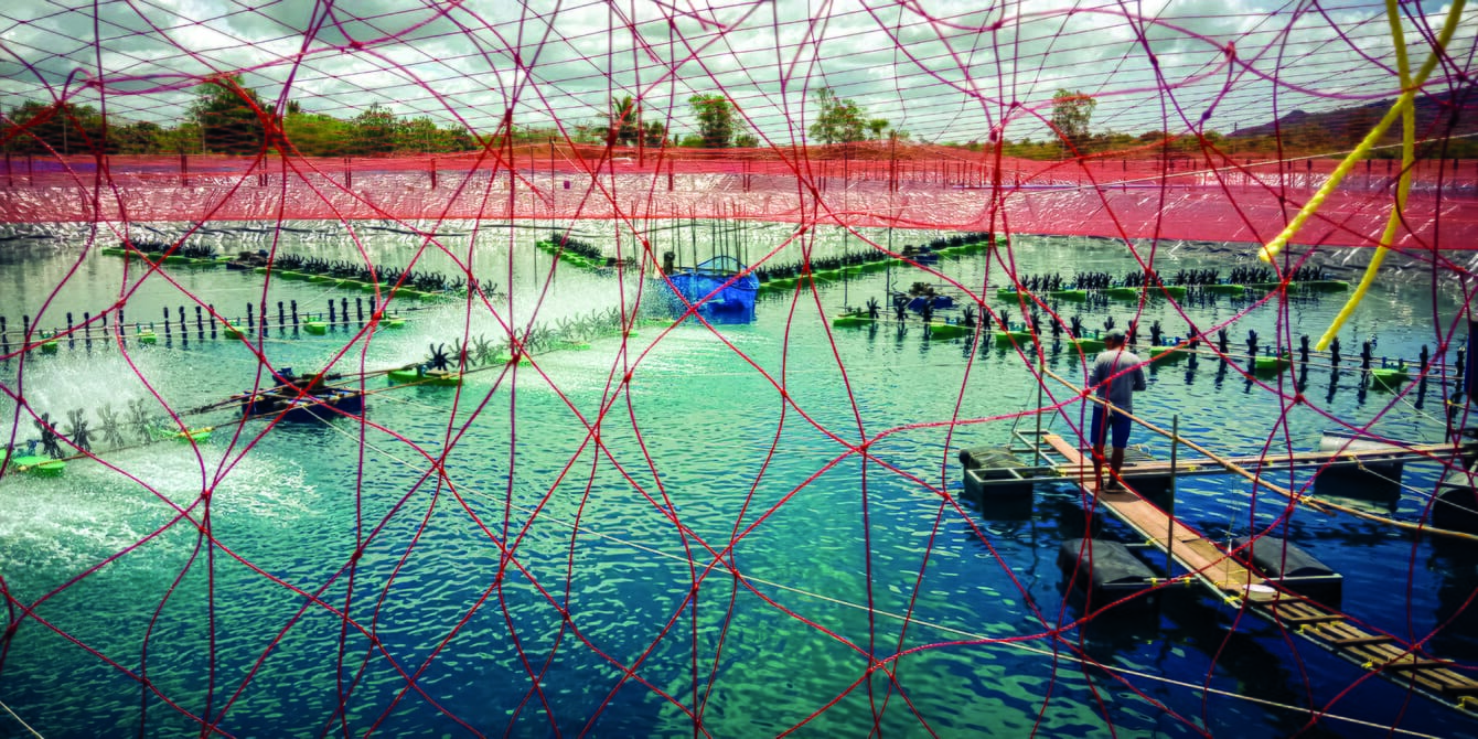 A netted shrimp pond in Thailand