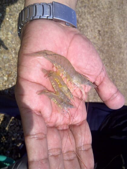 Hand holding an adult and juvenile shrimp