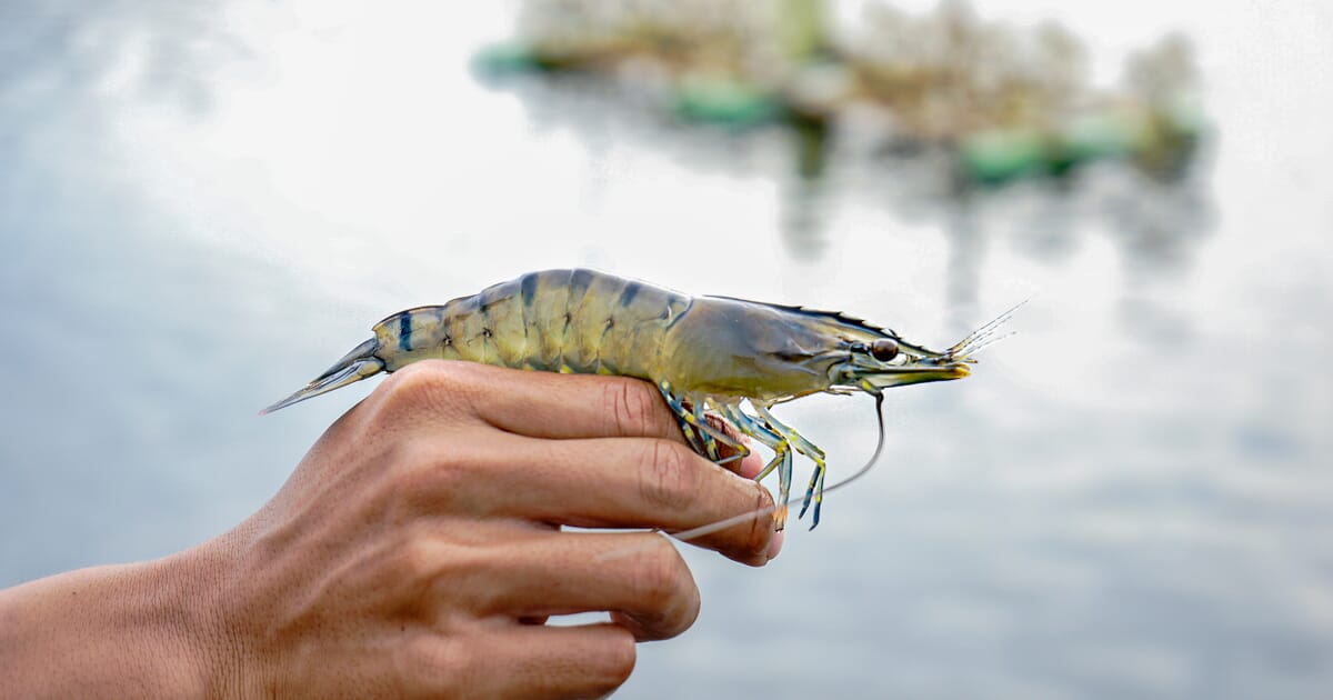How shrimp aquaculture can benefit from insect-based feed ingredients