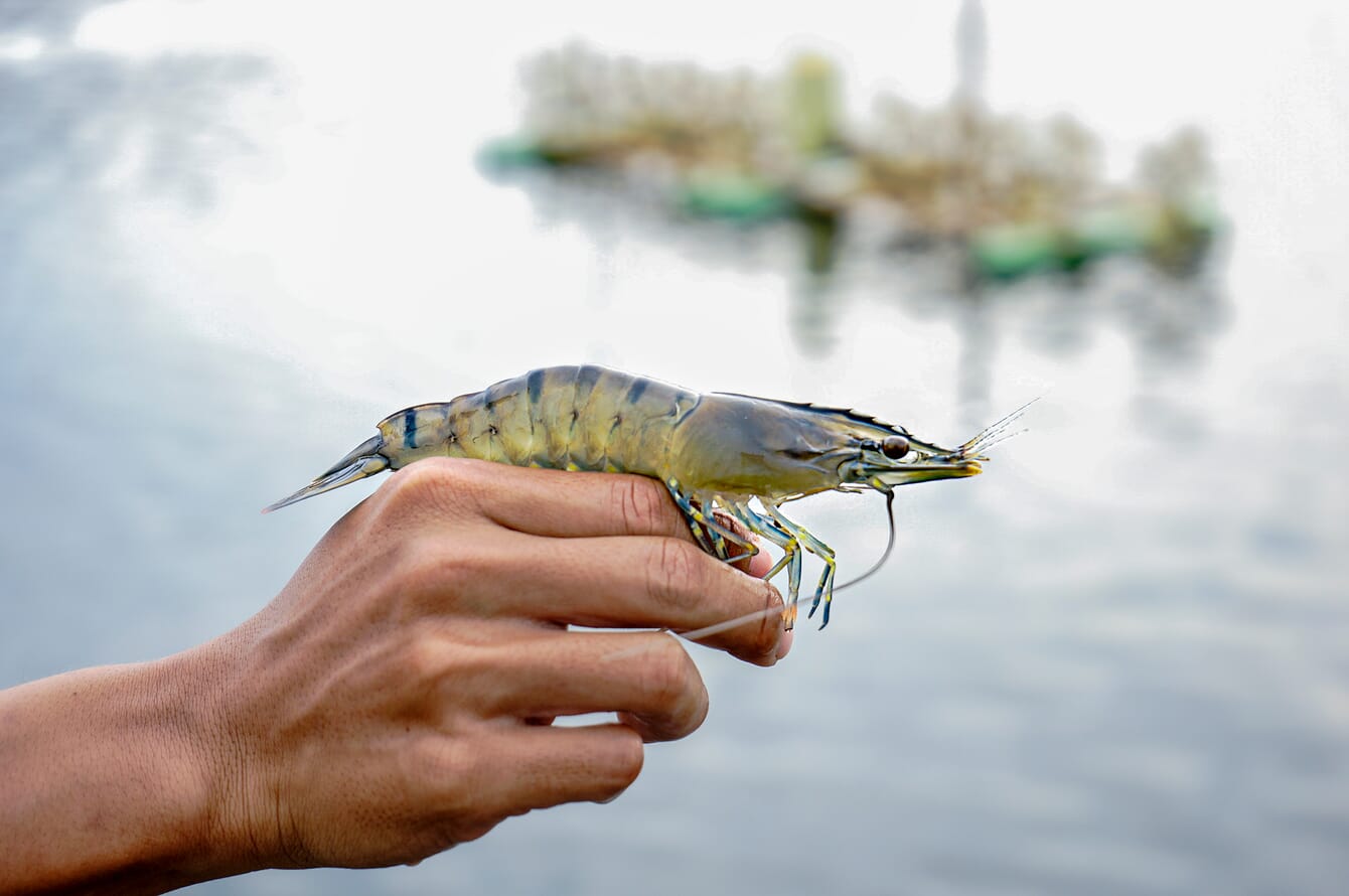 A shrimp on someone's hand.