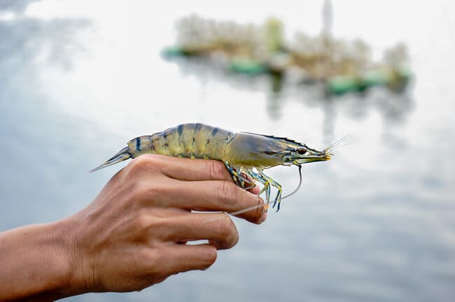 black tiger shrimp