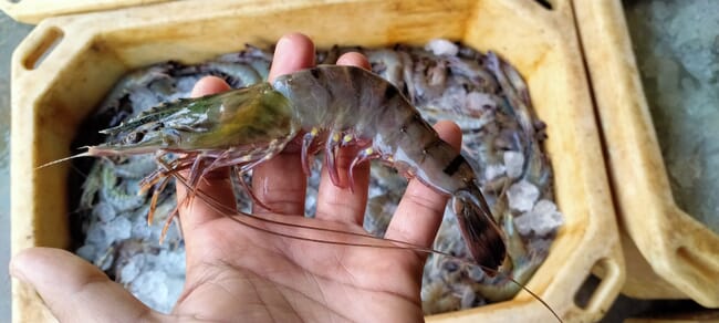 tiger prawn