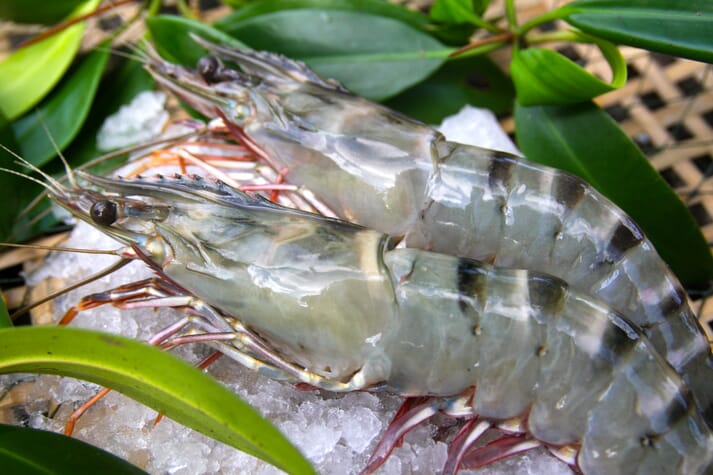 Tiger prawns sold under the Selva Shrimp brand are exported to the US, Canada and Japan