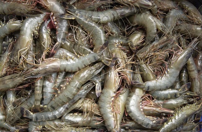 black tiger prawns