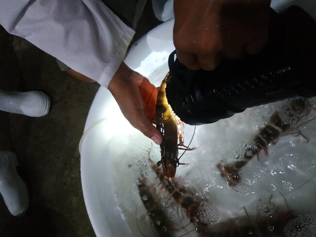 tiger prawn broodstocks