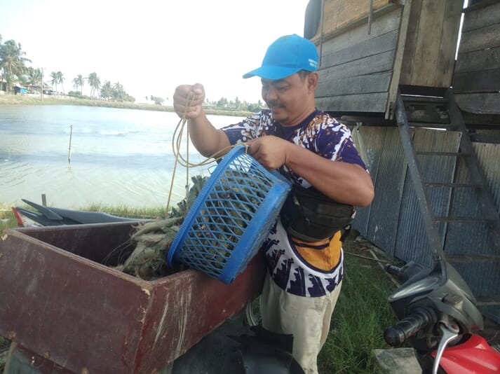 Shrimp trader collecting harvested prawns
