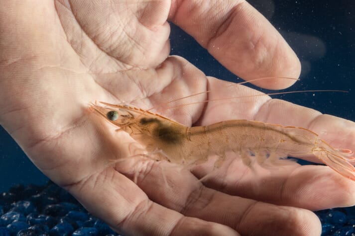 person holding a shrimp underwater