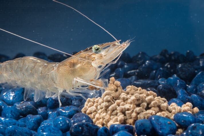 The culture of Pacific white shrimp (Penaeus vannamei) in low salinity inland waters faces several challenges