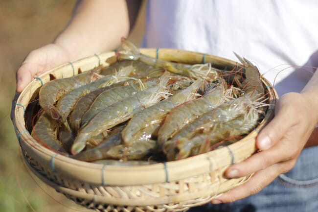 whiteleg shrimp in a basket