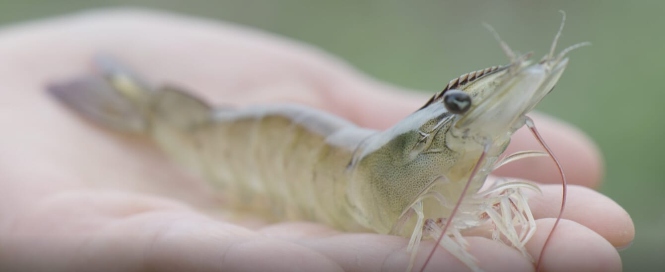 A shrimp sitting on someone's hand.