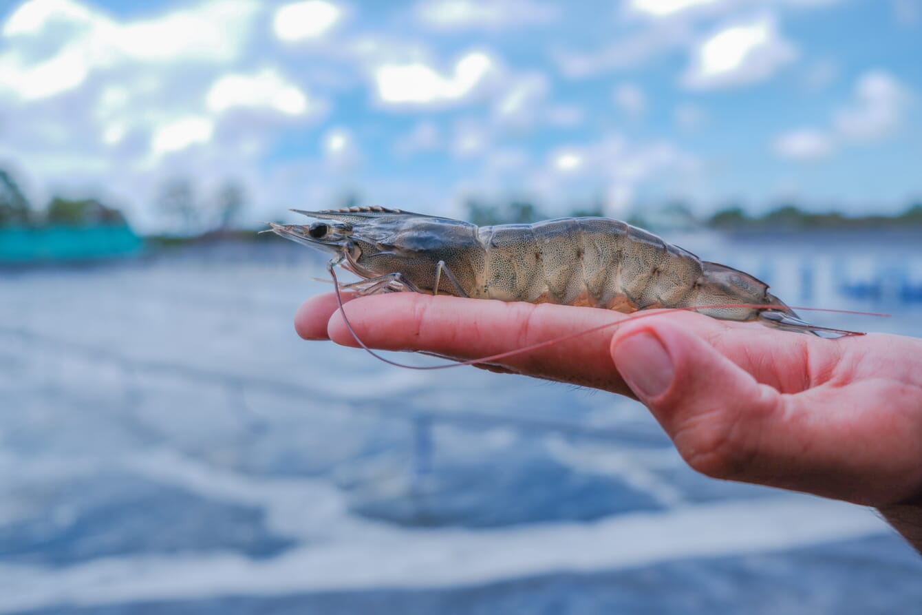 La mano de alguien sosteniendo una gamba junto a un estanque.