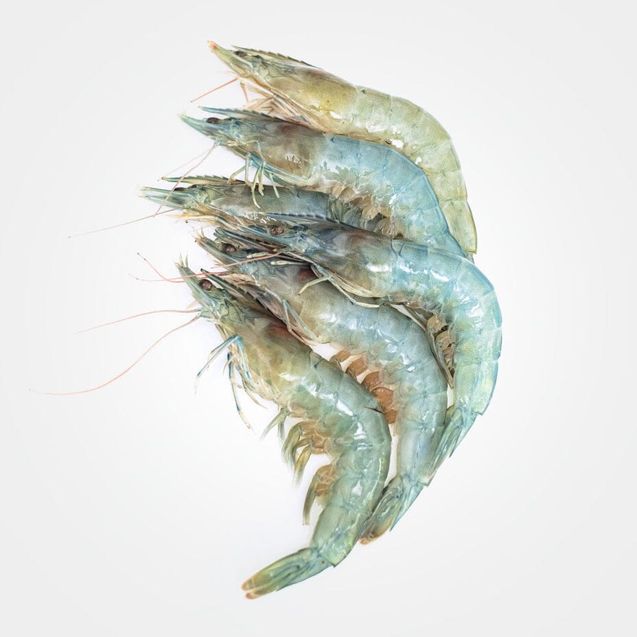 Shrimp produced in Vertical Oceans' modular, stacked aquaculture system thumbnail
