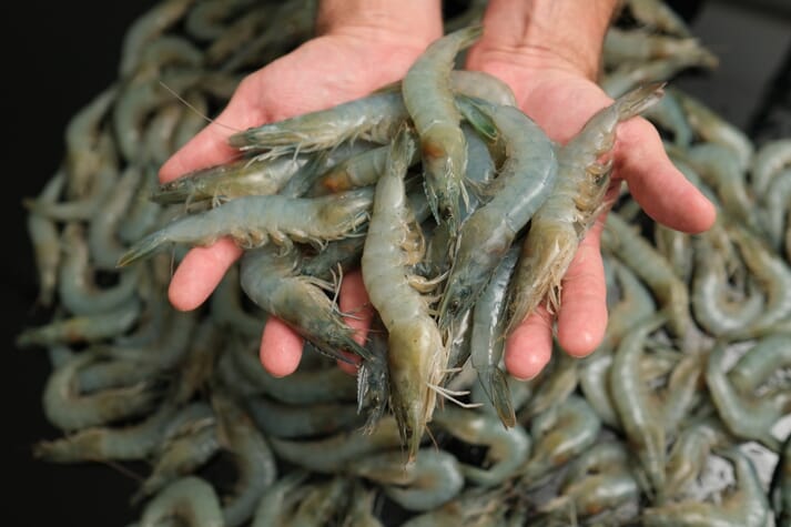 person holding farmed shrimp