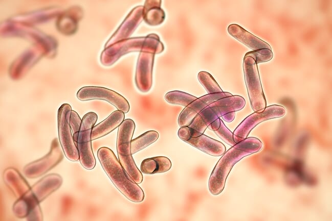 Bactérias sob o microscópio