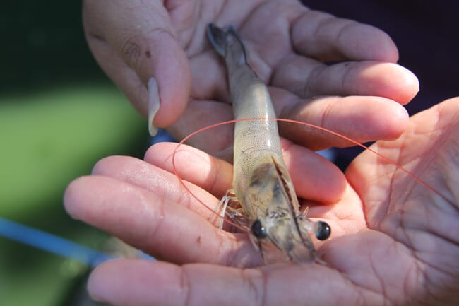 An Indonesian whiteleg shrimp