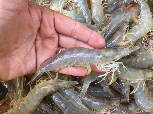 person holding whiteleg shrimp