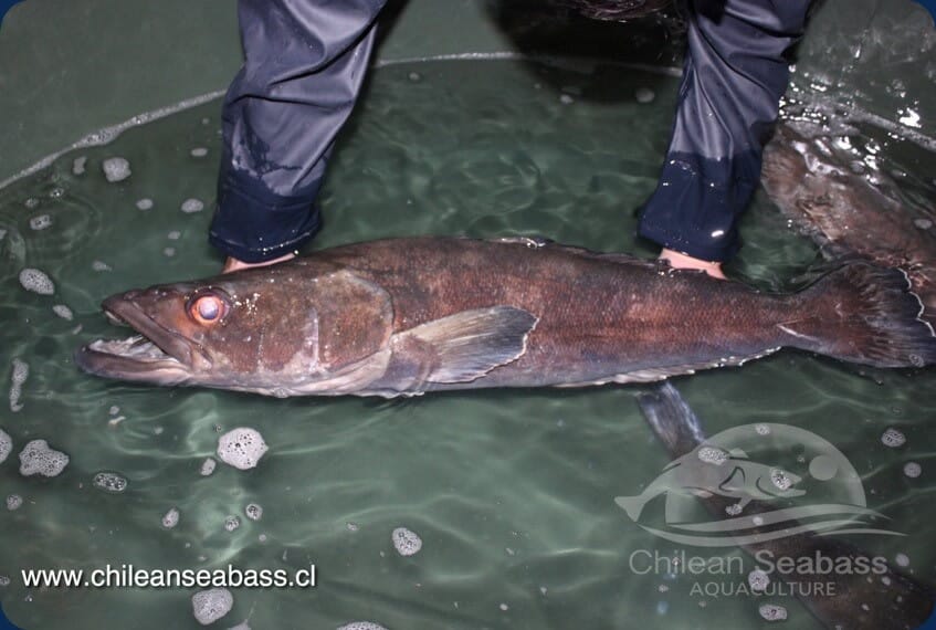 Chilean Seabass A Sustainable Alternative To Salmon Farming In South   Chilean Seabass 1 