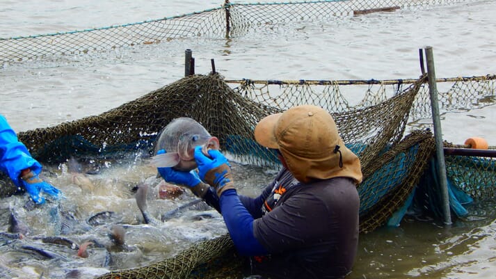 person inspecting fish in a net
