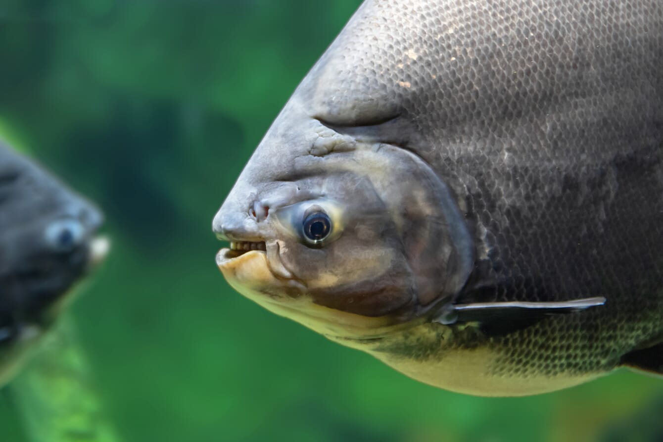 a fish in an aquarium