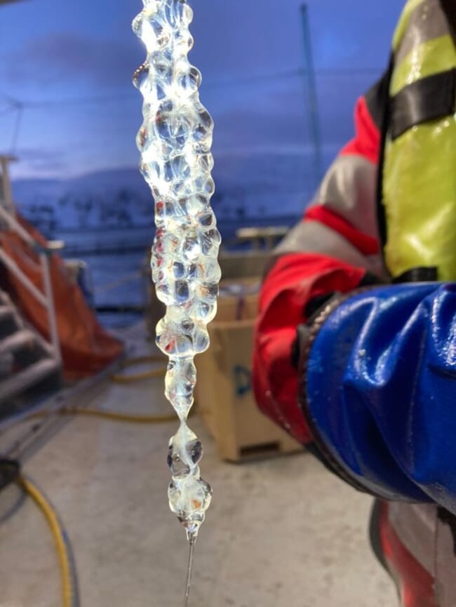 A gloved hand holding up a long jellyfish colony