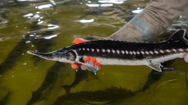 A sturgeon being held over a fish tank.