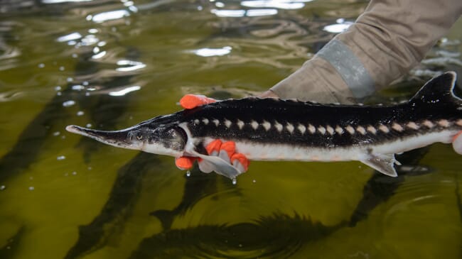 Um esturjão sendo mantido sobre um tanque de peixes.