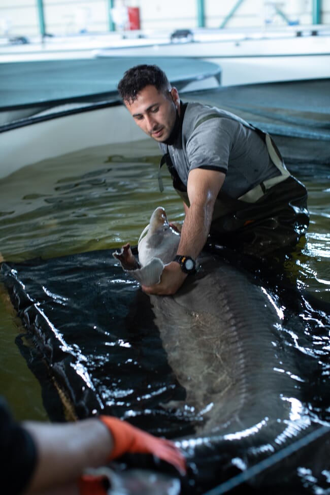 A man holding a large fish in a tank.