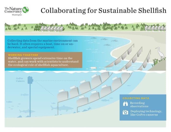 Shellfish farms can provide habitat enrichment for a range of aquatic species