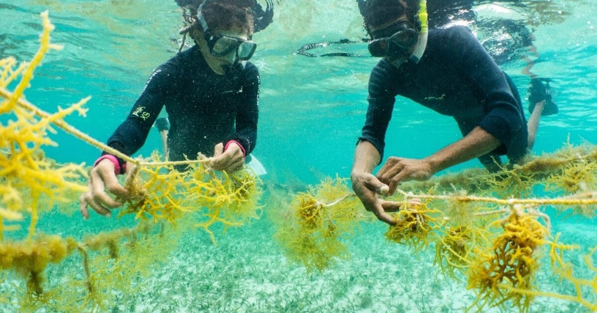 Why climate-friendly mariculture requires bespoke solutions | The Fish Site