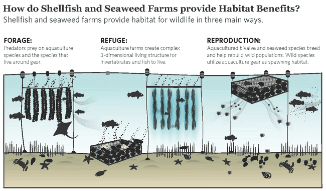 Infográfico sobre os benefícios para o habitat das fazendas de algas e mariscos