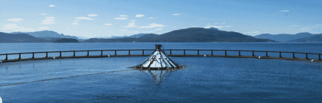 A large salmon pen in a fjord.