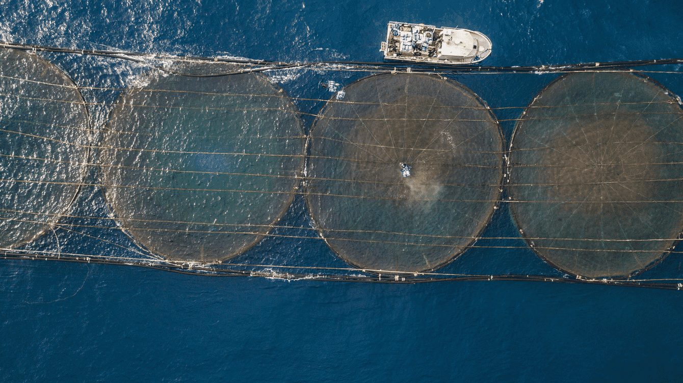 An aerial shot of an aquaculture farm using sensors to monitor feeding and more.