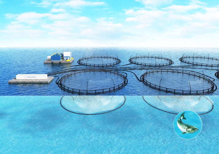 Moleaer's nanobubble generators have been successfully deployed in a range of aquaculture systems, including marine salmon farms