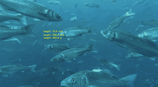 A shoal of fish.